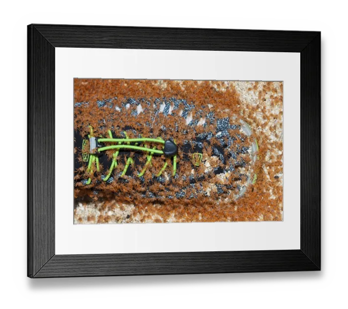 Framed Print : Juvenile crabs migrating ashore