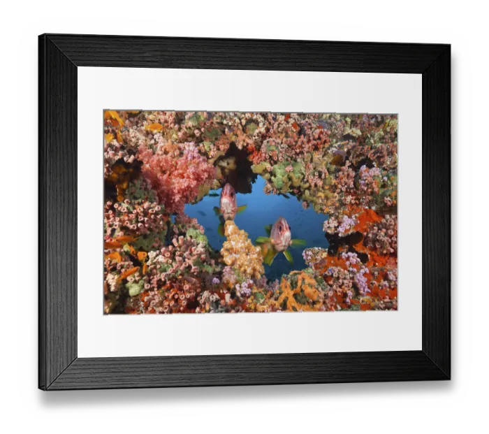 Framed Print : Big Thorn Hussarfish, Sargocentron spiniferum Framed Print : Big Thorn Hussarfish, Sargocentron spiniferum