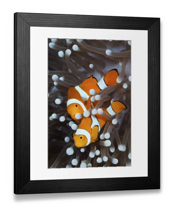 Framed Print : Orange skunk clownfish, Amphiprion ocellaris Framed Print : Orange skunk clownfish, Amphiprion ocellaris
