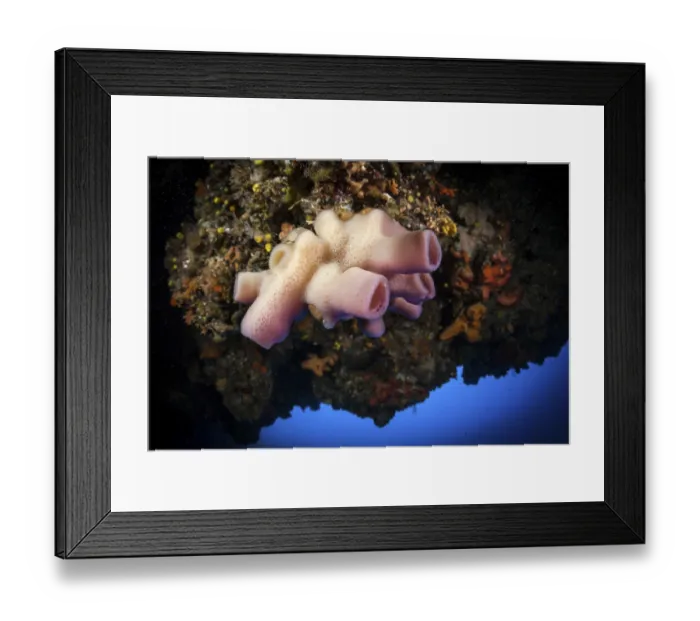 Framed Print : Mediterranean cylinder sponge, pink tube sponge Framed Print : Mediterranean cylinder sponge, pink tube sponge