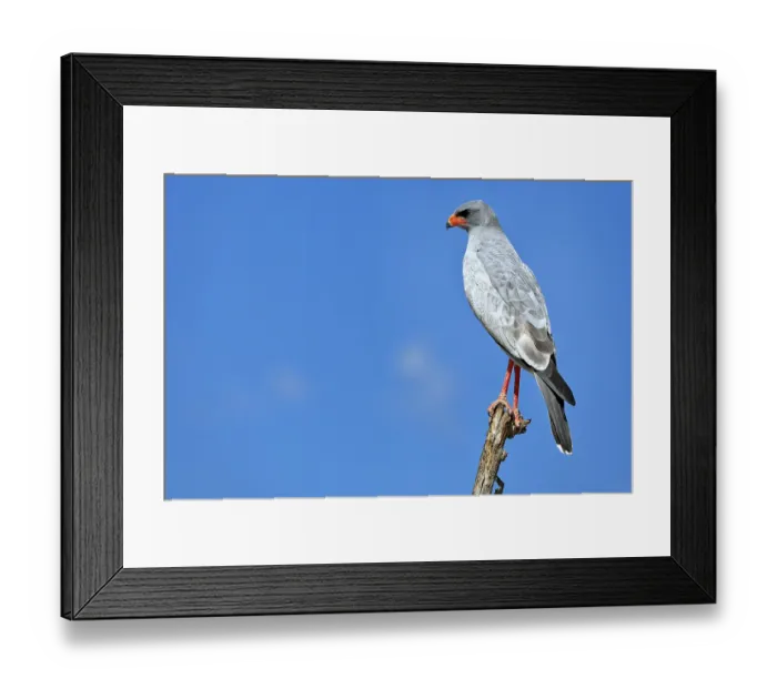 Framed Print : Goshawk, Etosha-Nationalpark, Namibia