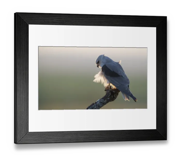 Framed Print : Backlit gliding kite