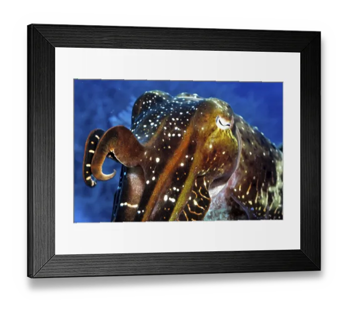 Framed Print : Sepia