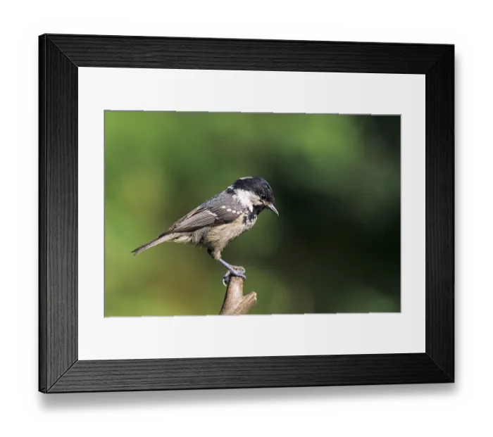 Framed Print : Coal Tit adult bird sits on a branch