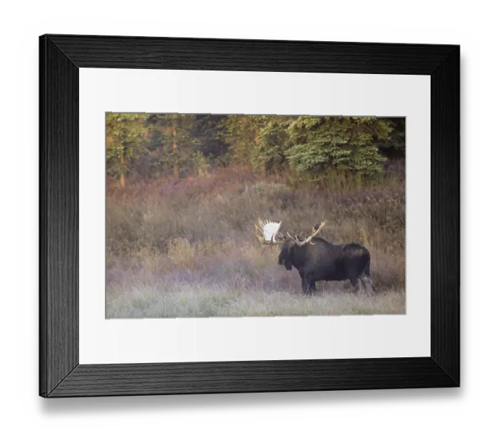 Framed Print : Elk in morning fog standing in the tundra (Alaska Moose) Framed Print : Elk in morning fog standing in the tundra (Alaska Moose)