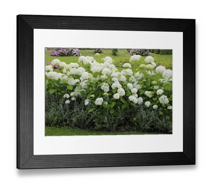Framed Print : Smooth hydrangea (Hydrangea arborescens) Annabelle Smooth hydrangea (Hydrangea arborescens) Annabelle