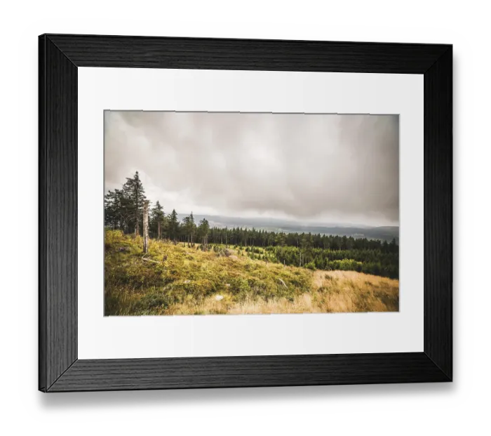 Framed Print : Pine tree forest on a hillside in misty cloudy weather with a large grass area Framed Print : Pine tree forest on a hillside in misty cloudy weather with a large grass area