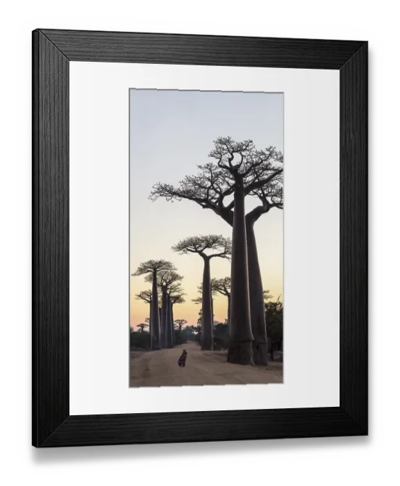 Framed Print : Girl at sunrise in front of Baobab trees (Adansonia grandidieri)