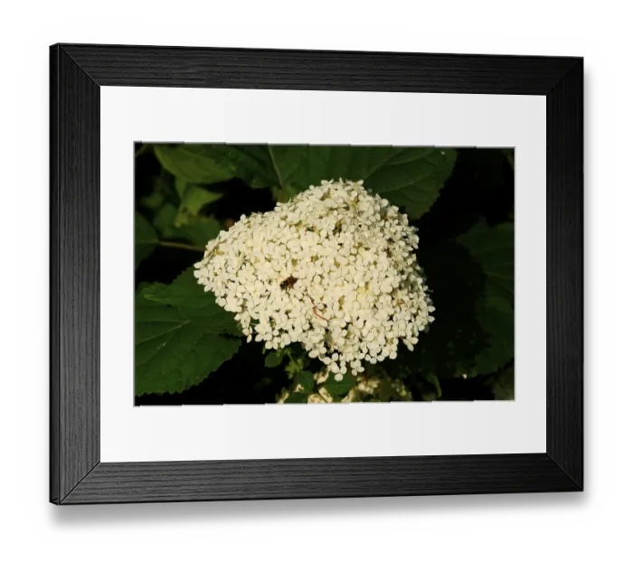 Framed Print : Smooth Hortensia (Hydrangea arborescens)
