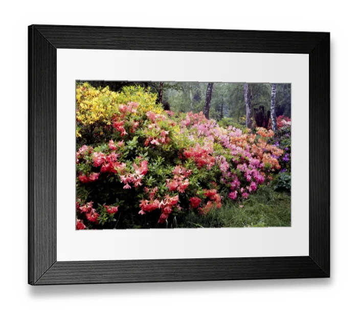 Framed Print : Rhododendron in the garden, birch grove