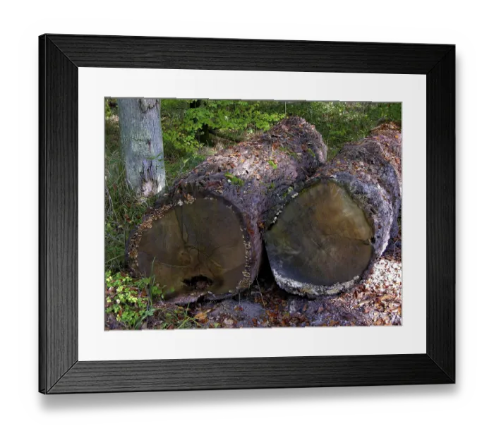 Framed Print : 2 felled oak trunks in the forest