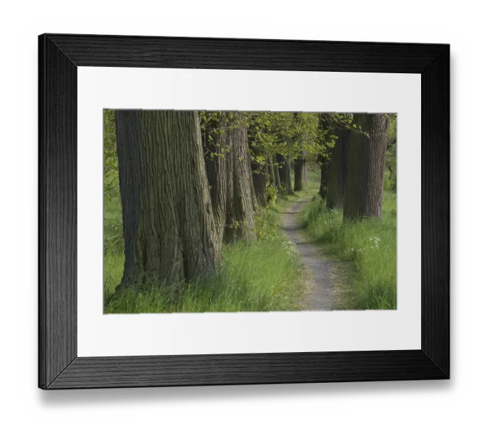 Framed Print : In the Greizer Park