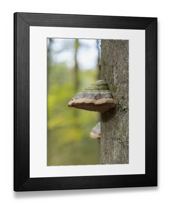 Framed Print : Tinder fungus (Fomes fomentarius)