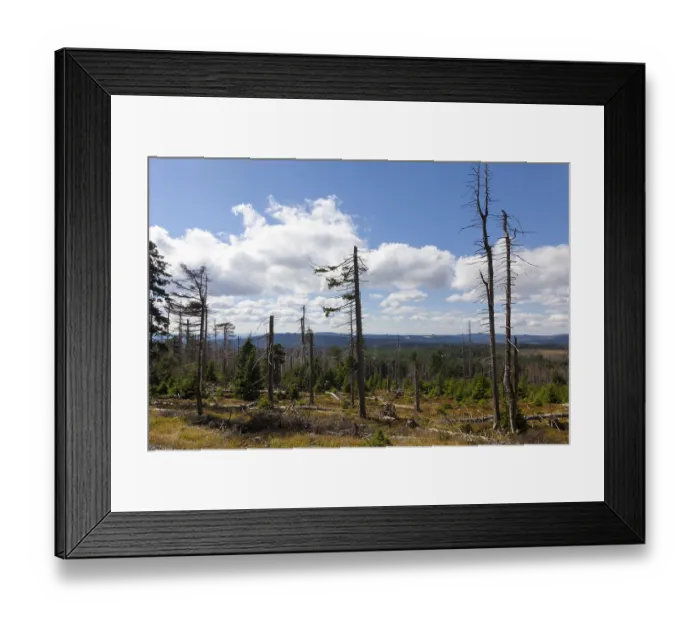 Framed Print : Forest dieback Framed Print : Forest dieback