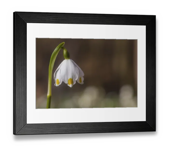 Framed Print : Close-up patron cup flower
