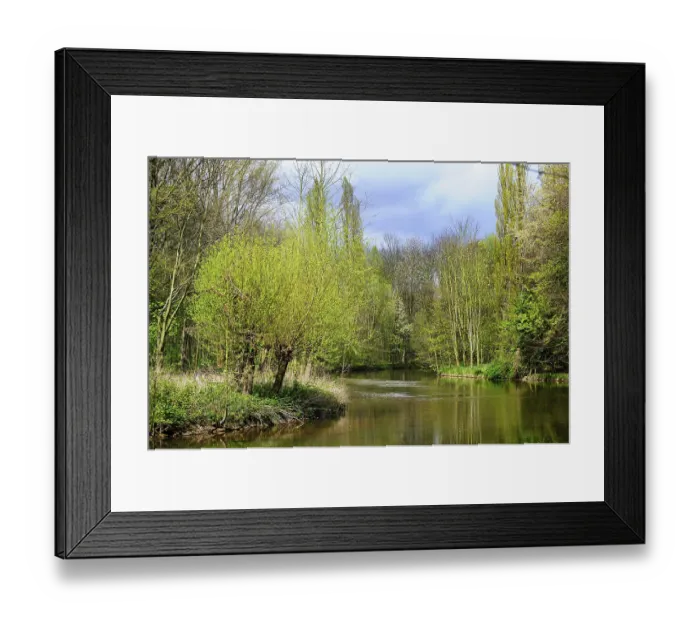 Framed Print : Willows in the sunlight on the banks of a river