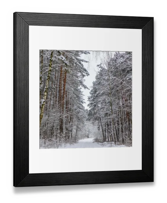 Framed Print : Snowy winter forest with beautiful trunks of pines and snow covered road