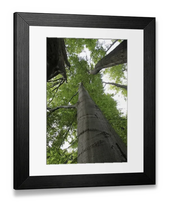 Framed Print : Old copper beech forest Framed Print : Old copper beech forest