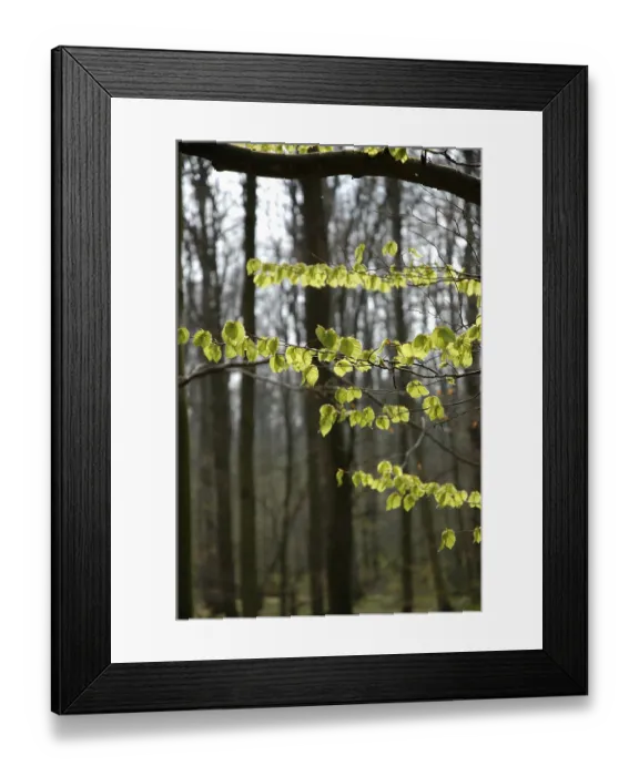 Framed Print : Forest