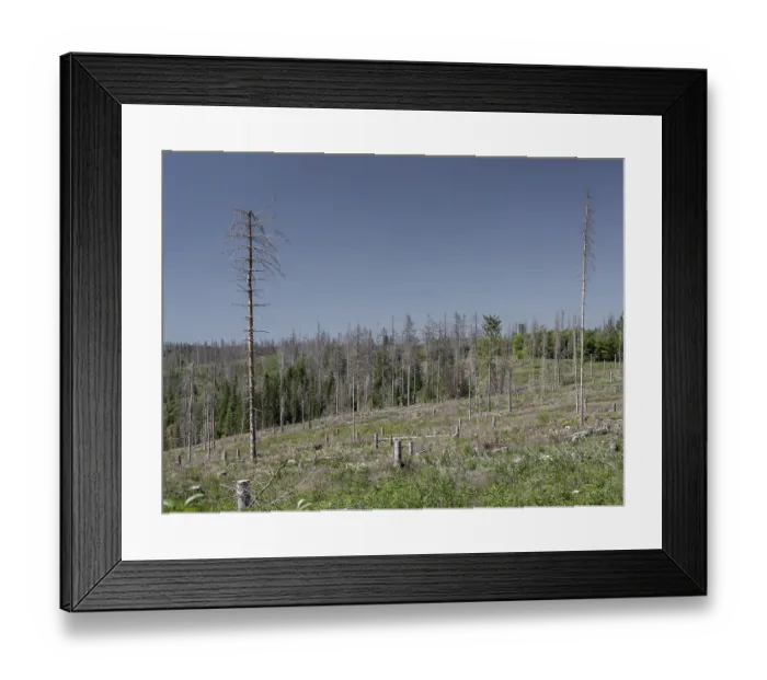 Framed Print : Dead, dead spruces (Picea), stumps of felled trees