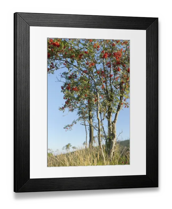 Framed Print : European rowan (Sorbus aucuparia)