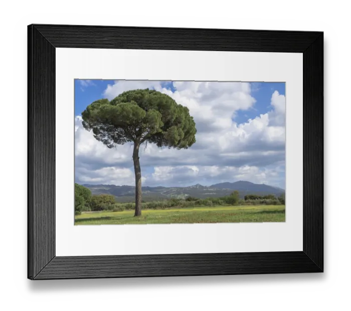 Framed Print : Majestic stone pine (Pinus pinea) Framed Print : Majestic stone pine (Pinus pinea)