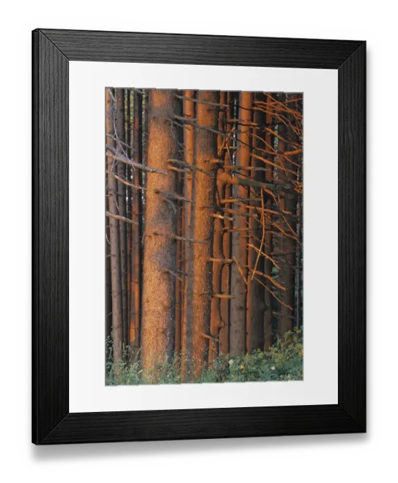Framed Print : Forest, trunks in the evening