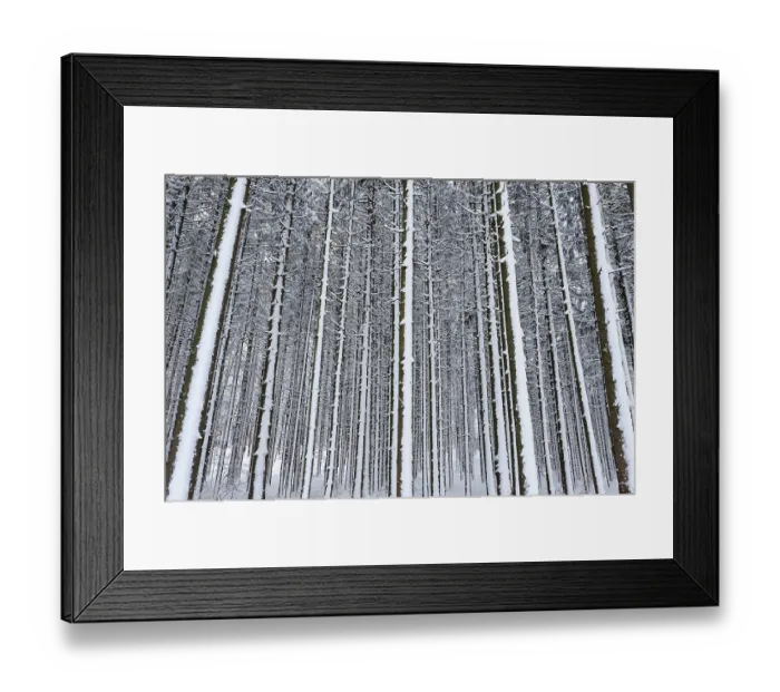 Framed Print : Forest with snow-covered tree trunks Framed Print : Forest with snow-covered tree trunks