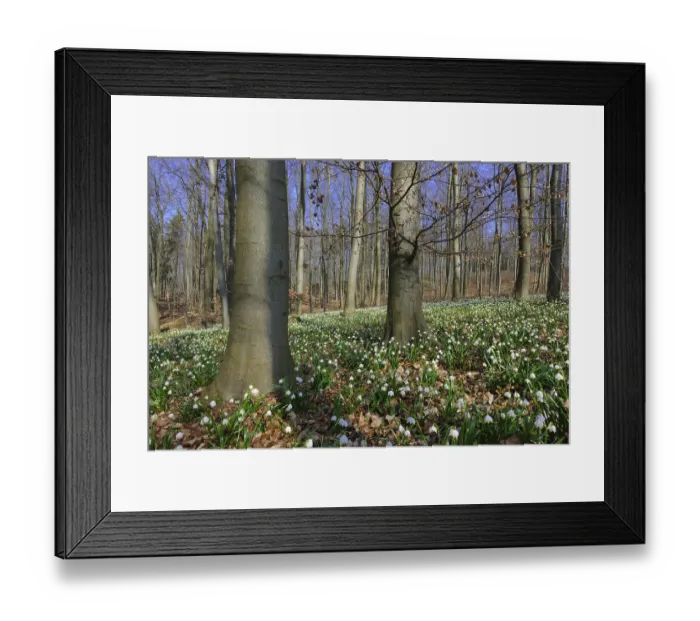 Framed Print : Spring snowflake, (Leucojum vernum) beech forest Framed Print : Spring snowflake, (Leucojum vernum) beech forest