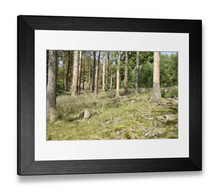 Framed Print : Forest dieback in the Hunsruck-Hochwald National Park with dead conifers