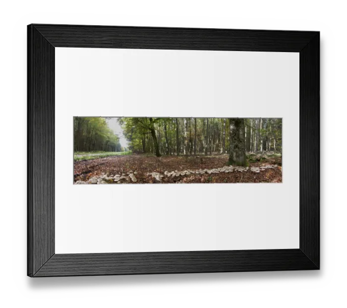 Framed Print : Clouded funnel fungus (Lepista nebularis) Witch ring
