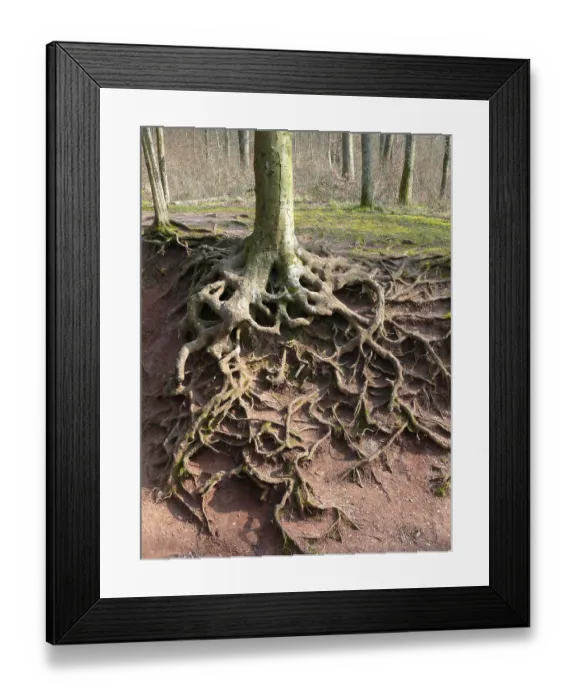 Framed Print : Beech roots exposed by erosion