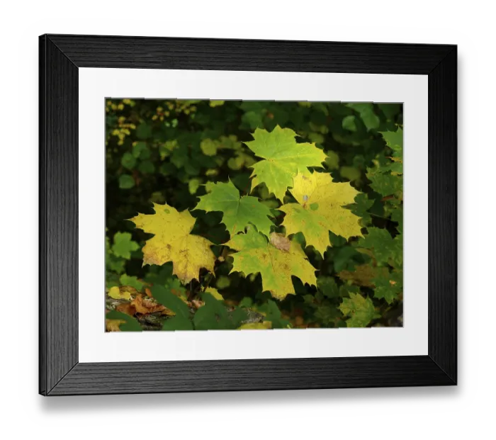 Framed Print : Maple leaf in autumn