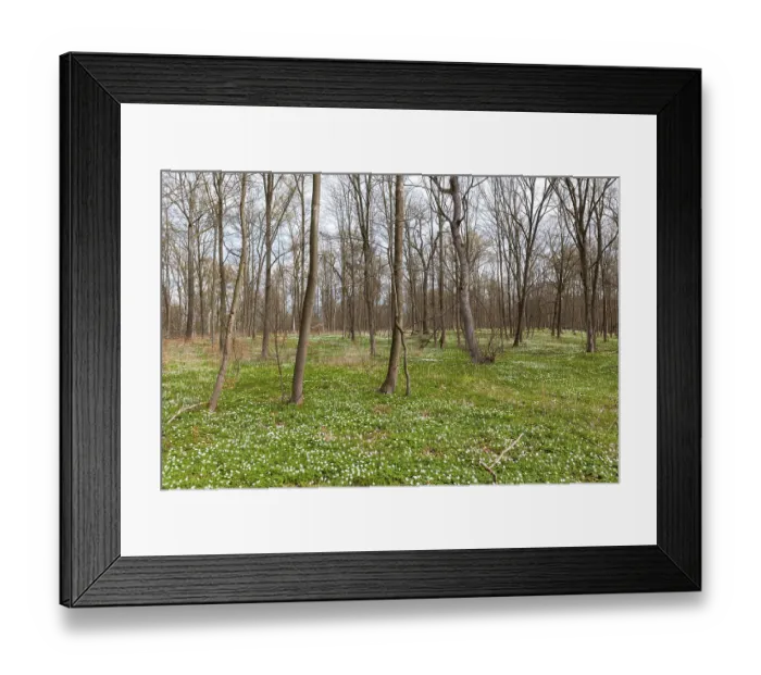 Framed Print : Flowering anemone carpet in the forest Framed Print : Flowering anemone carpet in the forest