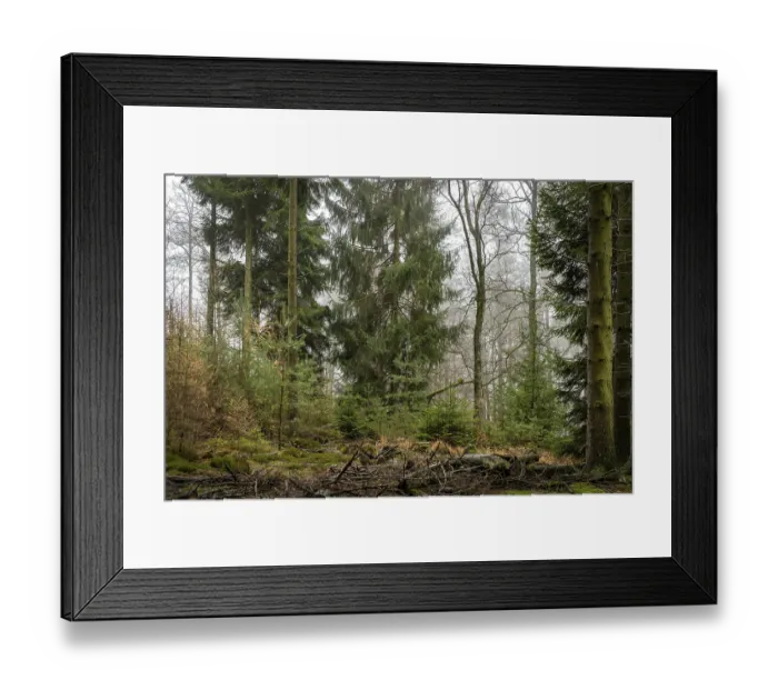Framed Print : Forest in light mist with pines
