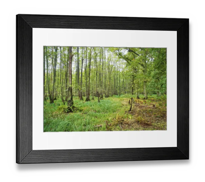 Framed Print : View into a deciduous forest with grass-covered forest floor