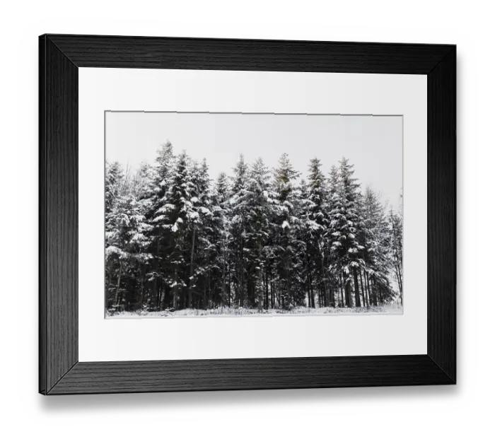 Framed Print : Snowy coniferous trees forest