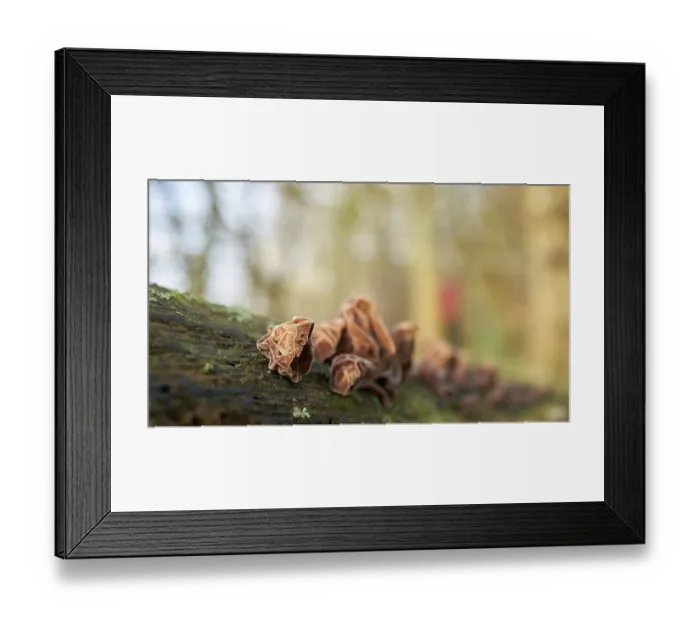 Framed Print : Judas ear (Auricularia auricula-judae) on a dead tree trunk in the forest