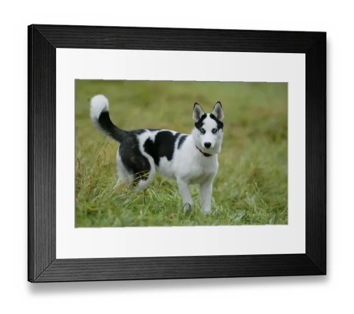 Framed Print : SIBERIA HUSKY / 4 MONTHS OLD