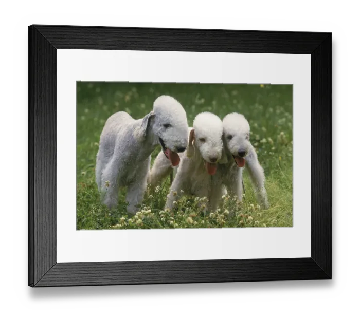 Framed Print : BEDLINGTON TERRIER DOG, ADULT ON GRASS Framed Print : BEDLINGTON TERRIER DOG, ADULT ON GRASS