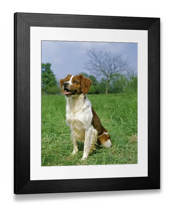 Framed Print : Brittany Spaniel, adult sitting on grass