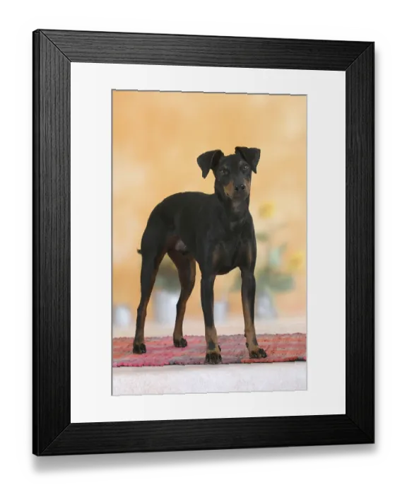 Framed Print : Manchester-Terrier