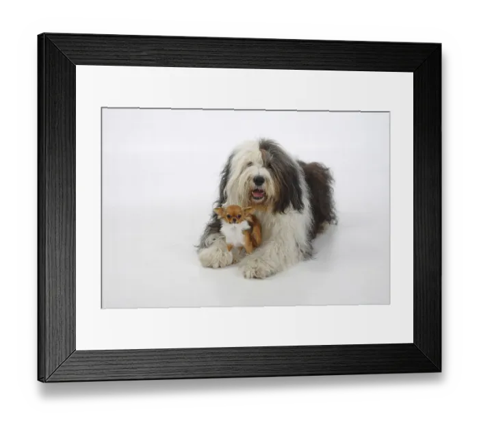 Framed Print : Bobtail and Chihuahua, long-haired