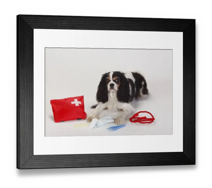Framed Print : Cavalier King Charles Spaniel, tricolour
