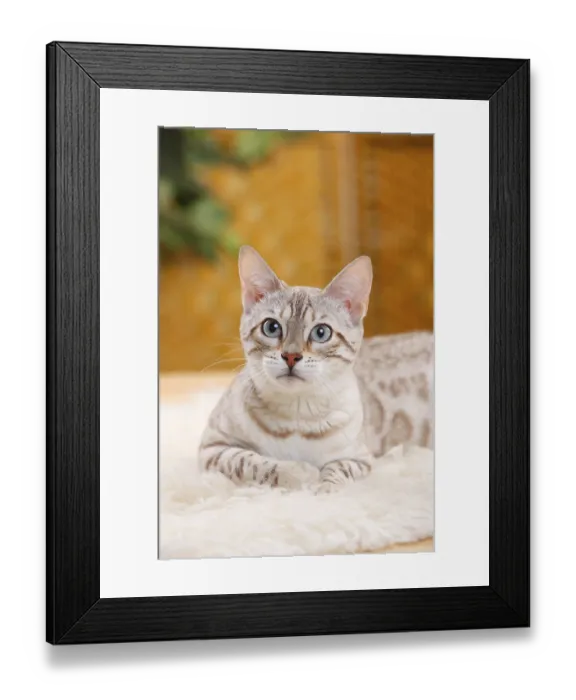 Framed Print : Bengal Cat, Snow Bengal