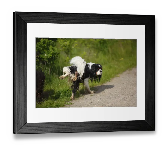 Framed Print : Cavalier King Charles Spaniel, male Framed Print : Cavalier King Charles Spaniel, male