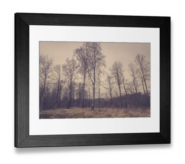 Framed Print : Forest with birch trees at dawn in the fall Framed Print : Forest with birch trees at dawn in the fall