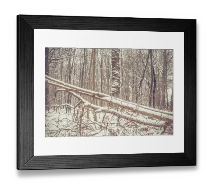 Framed Print : Trees with snow in a forest in january Framed Print : Trees with snow in a forest in january