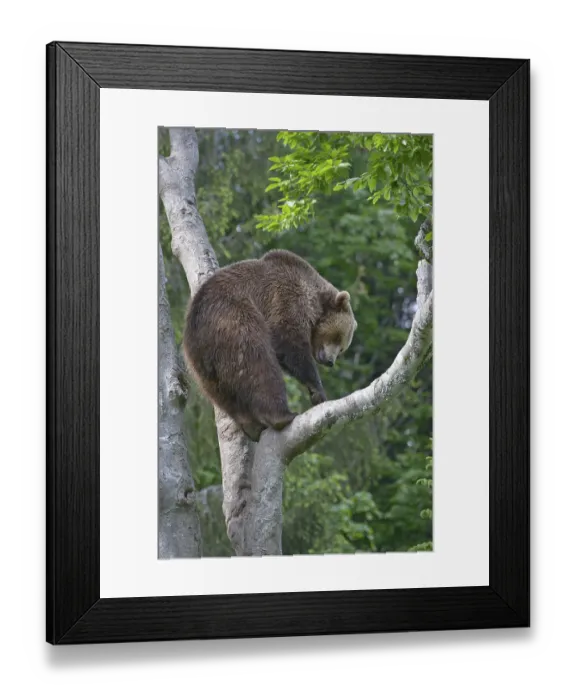 Framed Print : Brown Bear (Ursus arctos) in a tree