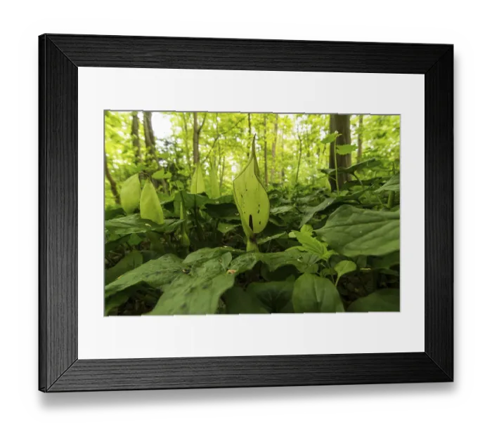 Framed Print : Common arum (Arum maculatum), Eilenriede city forest Framed Print : Common arum (Arum maculatum), Eilenriede city forest